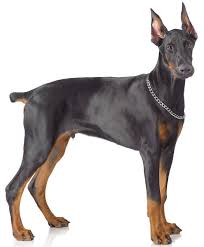 Vaccinations clinic in flagstaff, az. Doberman Pinscher Breeders Complete Worldwide List