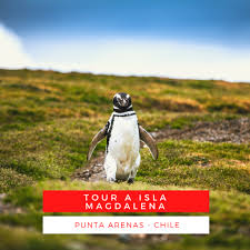 Los... - Fiordos del Sur - Isla Magdalena Patagonia Chile | Facebook