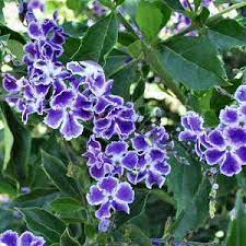 Discover hundreds of ways to save on your favorite products. Duranta Erecta Sapphire Showers At San Marcos Growers