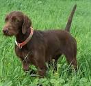 Pudelpointer Dog Breed
