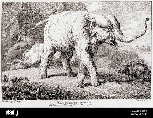 Vintage elephant hunting hi-res stock photography and images - Alamy
