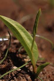 Image result for Ophioglossum polyphyllum