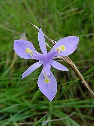 Image result for Moraea elliotii