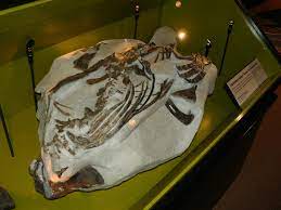 Montanoceratops /mɒnˌtænoʊˈsɛrətɒps/ is an extinct genus of small ceratopsian dinosaur that lived approximately 70 million years ago during the latter part of the cretaceous period in what is now. Montanoceratops Wikipedia