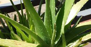 Image result for Aloe