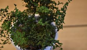 枯れる前に知っておきたい アジアンタムが元気のない原因と再生術をご紹介 Lovegreen ラブグリーン