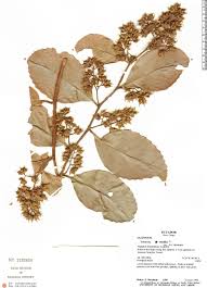 Image result for Tetracera