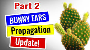 Home depot hot glued a fake flower onto this cactus, so i bought it and performed emergency surgery. Bunny Ears Cactus Propagation Opuntia Microdasys Detailed Succulents For Beginners Youtube