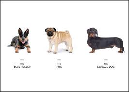 Find pronounciation videos on google for how to pronounce 'dachshund' accurately. What Does Your Dog Breed Say About You Urban List Gold Coast