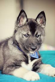 Look at pictures of husky puppies who need a home. Pin On Puppies