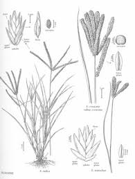 Image result for Eleusine africana