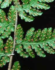 Image result for Amauropelta bergiana