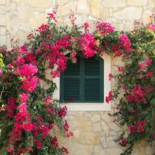 Image result for Bougainvillea