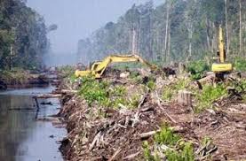 Puisi Alam Hutan Hutanku Rini Intana Alam Puisi Hutan