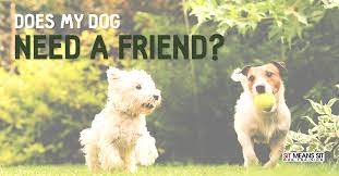 Does My Dog Need A Friend Sit Means Sit Dog Training