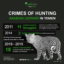Pardus melas) continued to decrease, with several of these subspecies declining to critical levels. Ø­Ù„Ù… Ø£Ø®Ø¶Ø± Holm Akhdar On Twitter Crimes Of Hunting Arabian Leopard In Yemen In 2011 The Epa Recorded That 11 Arabian Leopards In Yemen Were Hunted 10 Of Them Were Smuggled And