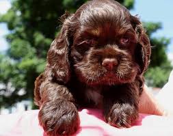 Black And Brown Cocker Spaniel Puppies For Sale Pin By Ashton Creech On Dogs And Puppies Cocker Spaniel Puppies Spaniel Puppies Chocolate Cocker Spaniel