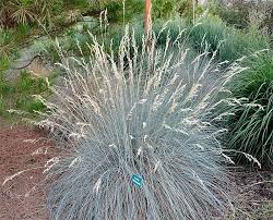 Free shipping on orders over $99 with arrive alive guarantee from the tree center. Ucce Sacramento County Master Gardeners Landscape Gem Blue Oat Grass Helictotrichon Sempervirens Blue Oat Grass Sports Spiky Steel Blue Foliage Here S An Ornamental Grass With An Attitude And The Good Looks