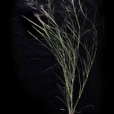 Image result for Stipagrostis uniplumis