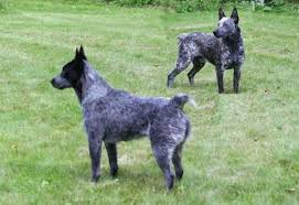 The most common cattle dog puppy material is metal. Australian Stumpy Tail Cattle Dog Breed Info Images Videos Faqs