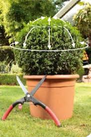 Wer seinen buchsbaum schneiden möchte, sollte einige faktoren beachten. Formschnitte Schnittzeiten