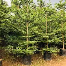 Image result for Terminalia mantaly