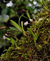 Image result for Polystachya ottoniana