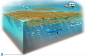 Image result for sea