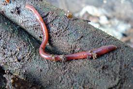 How long can worms live under water? How Long Do Worms Live