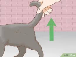 kedinin cinsiyeti nasil anlasilir 7 adim resimlerle wikihow