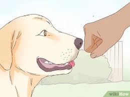 Cara Membelai Anjing Dengan Gambar Wikihow