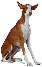 The current median price for all ibizan hounds sold is $0.00. Ibizan Hound Dog Breed Information Continental Kennel Club