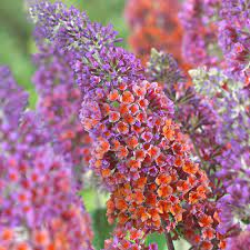 Buy Buddleia Flower Power J Parker Dutch Bulbs