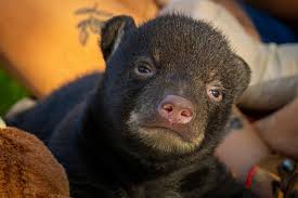 Florida kicks off first black bear hunt in a decade, despite pushback