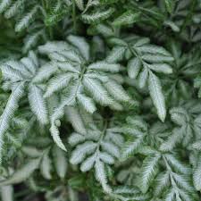 Image result for Pteris kivuensis