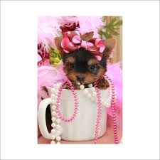 I love designer dogs and have had them as pets for most of my life. Teacup Puppies Store Reviews Http Www Teacuppuppiesstore Com Reviews Teacuppuppiesstore Com Reviews Teacup Puppy Store Teacup Puppies Teacup Puppies For Sale