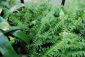 Image result for Nephrolepis