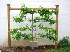 Trained fruit trees make an attractive and impressive addition to the garden. Whimsy In My Garden Espalier Fruit Trees Edible Garden Garden Styles