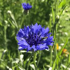 Image result for Centaurea