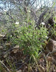 Image result for Sida ovata