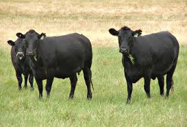 Black Angus Cows Beef Cattle Herd Of Angus Beef Cattle Cattle Beef Cattle Cute Cows