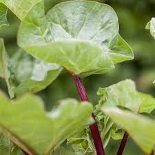 Und die lassen sich am schönsten ernten und verarbeiten. Rheum Rhabarbarum Holsteiner Blut Garten Rhabarber Holsteiner Blut