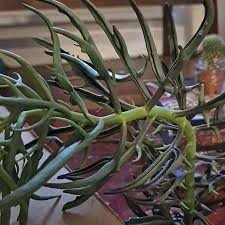 Image result for Kalanchoe laciniata
