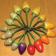 The bolivian rainbow pepper has a touch of sweetness but is more tangy and earthy. Bolivian Rainbow Pepper Seeds Urban Farmer