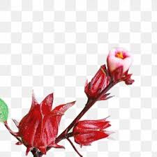 Red Hibiscus Images Red Hibiscus Transparent Png Free Download Selective focus red flower plant bloom in the garden. red hibiscus transparent png