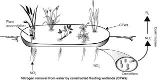 Lunne t, berre t, strandvik s (1997) sample disturbance effects in soft low plastic norwegian clay. Importance Of Plant Species For Nitrogen Removal Using Constructed Floating Wetlands In A Cold Climate Sciencedirect