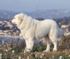 2112 annonces de chiens et chiots à l'adoption. Chien De Montagne Des Pyrenees Alle Infos Und Tipps Zur Rasse