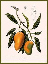 Résultat de recherche d'images pour "mango tree leaf pattern"