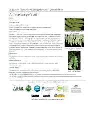 Image result for Arthropteris palisotii
