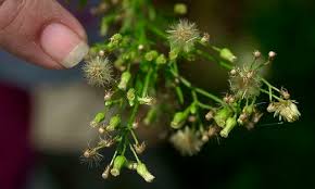 Short ragweed official prescribing information for healthcare professionals. Einfache Massnahme So Konnte Ragweed Eingedammt Werden Kleinezeitung At